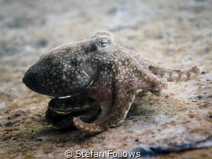 Run Lola Run. Coconut Octopus - Amphioctopus marginatus. ... by Stefan Follows 